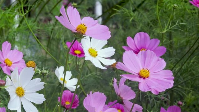 Cosmos are annual colorful flowers and slender stems these plants are in the sunflower family