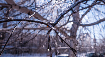 snow on tree