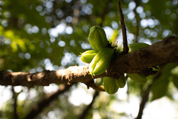  bilimbi  cucumber tree 