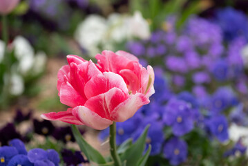 Beautifull prink tulip