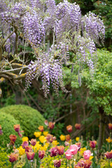 Obraz premium Wisteria villosa. Called Wisteria chinensis