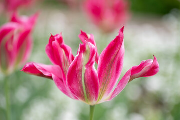 Close-up of a fancy striated pink and white parrot tulip.