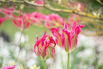 Close-up of a fancy striated pink and white parrot tulip.