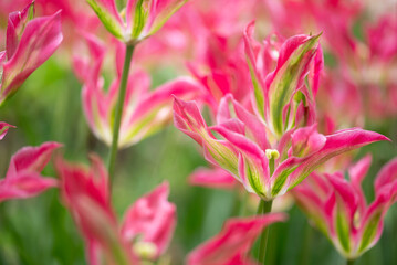 Obraz premium Close-up of a fancy striated pink and white parrot tulip.