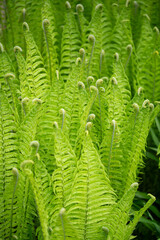  close up of green ferns in a botanical garden