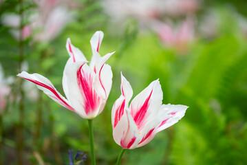 Close-up of a fancy striated pink and white parrot tulip.