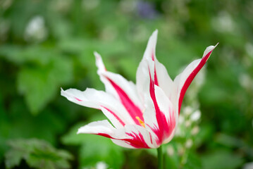 Close-up of a fancy striated pink and white parrot tulip.