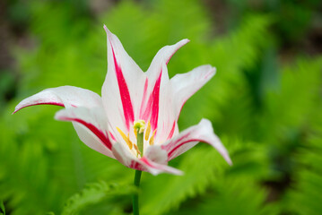 Close-up of a fancy striated pink and white parrot tulip.