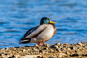 Obraz premium 日光浴するマガモ