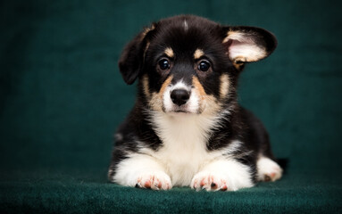 tricolor welsh corgi puppy on a green background