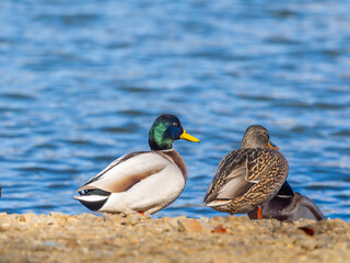 日光浴するマガモ