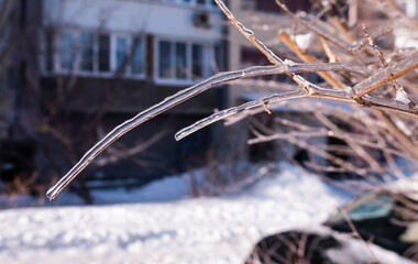 snow covered branches