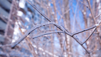 frost on branches