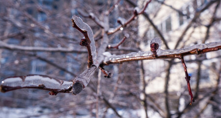 branch with snow