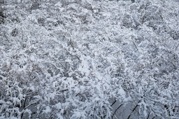 Snow covered bush branches in a forest in Europe. Top view, close up shot, no people