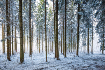 Tall snow covered pine or fir trees in a winter forest scene in Europe, no people