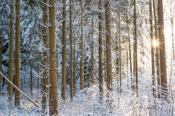 Tall snow covered pine or fir trees in a winter forest scene in Europe, no people