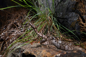 Naklejka premium European cat snake // Europäische Katzennatter (Telescopus fallax) 