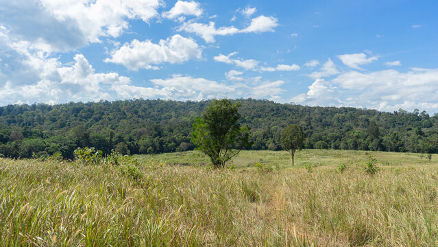 Photograph of a place where tall grassland sits on a plain. A large, green tree stands majestically in the center of the picture. The background is an overgrown forest and large mountains. The sky 