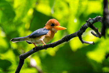 Yellow-billed kingfisher (Syma torotoro) , a medium-sized tree kingfisher observed in Nimbokrang in West Papua, Indonesia