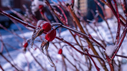 
frozen rose hips