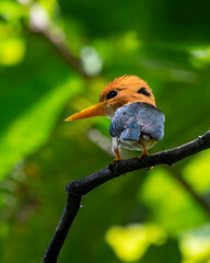 Yellow-billed kingfisher (Syma torotoro) , a medium-sized tree kingfisher observed in Nimbokrang in West Papua, Indonesia