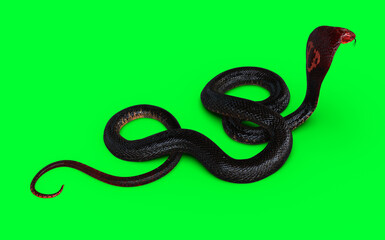 3d Illustration Red Head and Red tail of King Cobra the World's Longest Venomous Snake Isolated on Green Background, King Cobra Snake with Clipping Path.