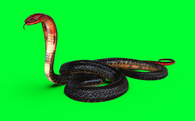 3d Illustration Red Head and Red tail of King Cobra the World's Longest Venomous Snake Isolated on Green Background, King Cobra Snake with Clipping Path.