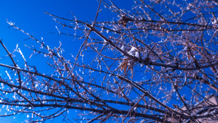 frost on branches
