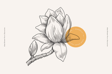 Magnolia flower and branch in engraving style. Beautiful ornamental plant, vector illustration. Botanical illustration for floral design in perfumery and cosmetology. - obrazy, fototapety, plakaty