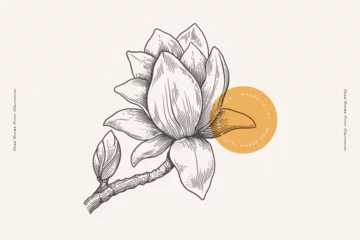 Fotobehang Magnolia flower and branch in engraving style. Beautiful ornamental plant, vector illustration. Botanical illustration for floral design in perfumery and cosmetology. © KOSIM