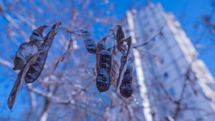 frost on a leaf