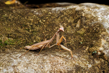 Mediterranean mantis // Mittelmeer-Gottesanbeterin  (Iris oratoria) - Peloponnes, Griechenland