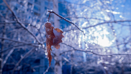 Frozen tree leaf