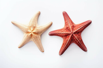 two starfish in different shades against a white background