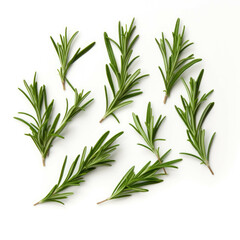 Fototapeta premium herb leaves of rosemary isolated on white background in front of white background