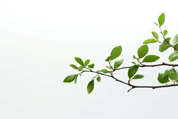 Obraz premium a tree near a white background and green leaves on the branch