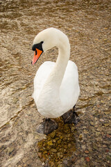 White swan close up. Clear lake shore water.
