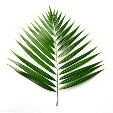 leaf of green palm tree isolated on white