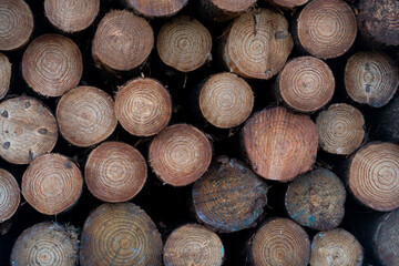 troncos de madera de frente a camara 