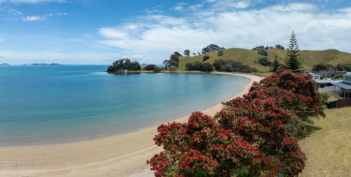 Flowering pohutukawa trees over looking a tropical beach.Otautu bay, Coromandel Peninsula, New Zealand.