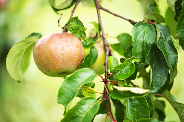 juicy apple on tree, organic fruit on plantation