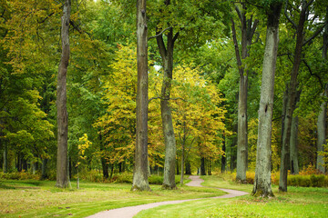 Fototapeta na wymiar summer park with a path leading deep into green trees and bushes
