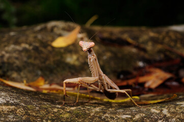 Mittelmeer-Gottesanbeterin // Mediterranean mantis (Iris oratoria) - Peloponnes, Griechenland