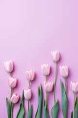 tulips on a lavender background, top view, flat layout. copy space. spring flowers.