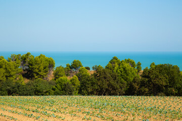 Agriculture in Italy – cabbage field in the Marches region in Italy with Mediterranean Sea in the Background - 717769637
