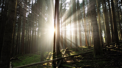Beautiful sunshine sun rays in morning woods.