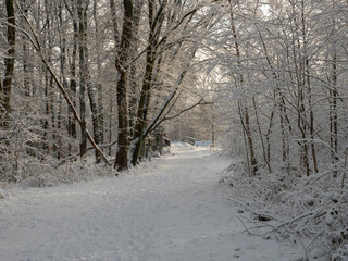 Snow in winter landscape forest an trees