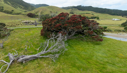 Flowering pohutukawa trees along the ocean foreshore. Coromandel, Coromandel Peninsula, New Zealand. - obrazy, fototapety, plakaty