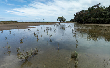 Marsh wetlands in the far north of Coromandel, Coromandel Peninsula, New Zealand.